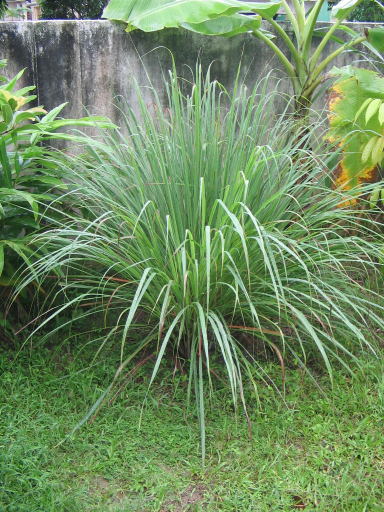 Cymbopogon flexuosus
